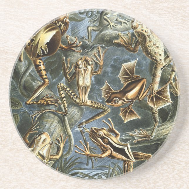Porta-copos De Arenito Sapos Haeckel (Frente)