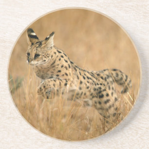 Porta-copos De Arenito Serval (Leptailurus Serval) Saltando