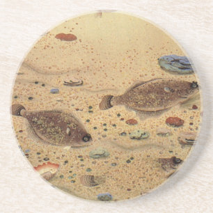 Porta-copos De Arenito Soles ou Peixes Chatos, Vida Marinha Antiga 