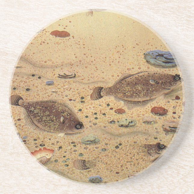 Porta-copos De Arenito Soles ou Peixes Chatos, Vida Marinha Antiga  (Frente)