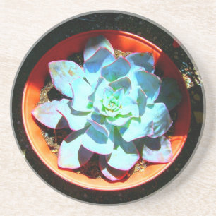 Porta-copos De Arenito Succulent da planta de deserto de Echeveria