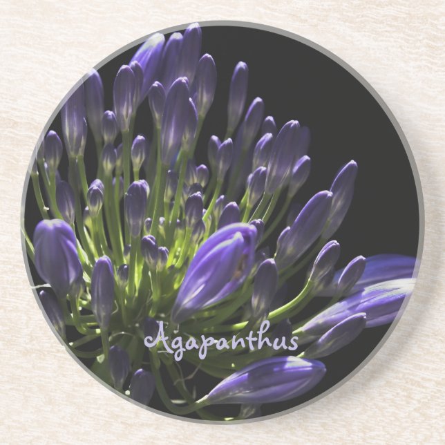 Porta-copos De Arenito Sunlit Blooming Purple Agapanthus, African Lily (Frente)