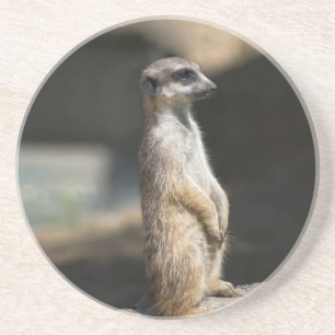 Porta-copos De Arenito Suricata