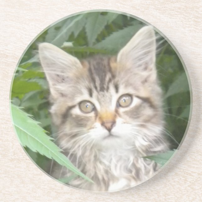 Porta-copos De Arenito Tabby Kitten (Frente)