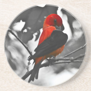 Porta-copos De Arenito Tanager Escarlate Macho