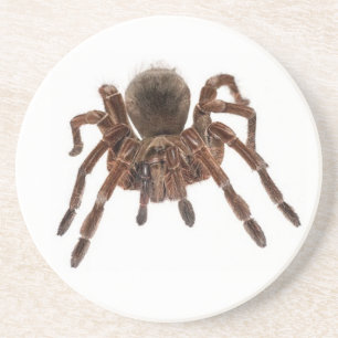 PORTA-COPOS DE ARENITO TARANTULA