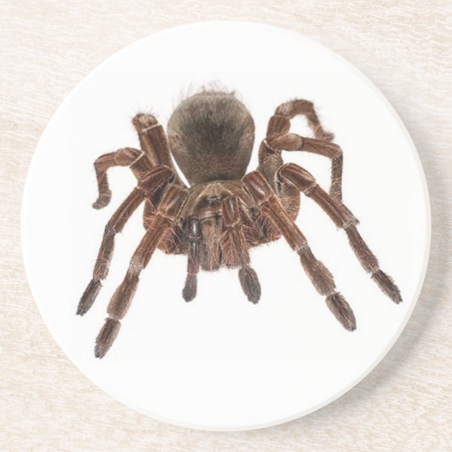 PORTA-COPOS DE ARENITO TARANTULA (Frente)