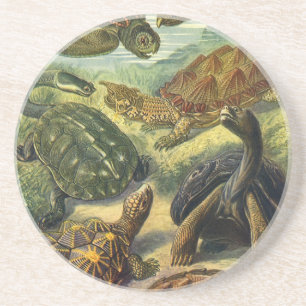 Porta-copos De Arenito Tartarugas Marinhas Terrestre Vintage por Ernst Ha