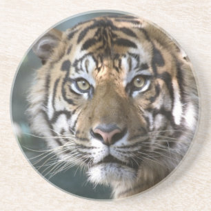 Porta-copos De Arenito Tigre-de-sumatra macho (Panthera tigris sumatrae)