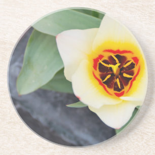 Porta-copos De Arenito Tulipa