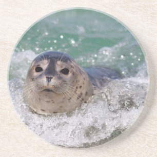 Porta-copos De Arenito Um filhote de foca surfando