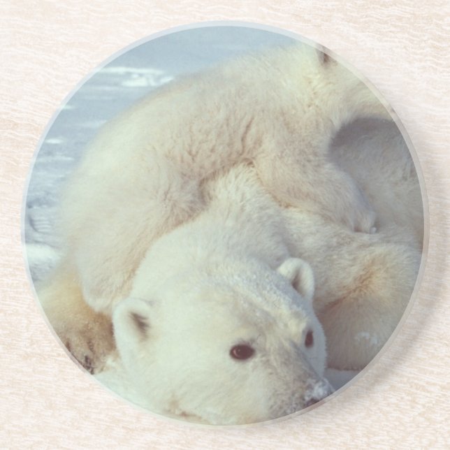 Porta-copos De Arenito Urso Polar (Frente)
