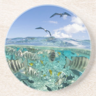 Porta-copos De Arenito Viagem de Lagoon safari com Stingrays