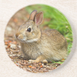 Porta-copos De Arenito WA, Redmond, coelho bebê Cottontail oriental