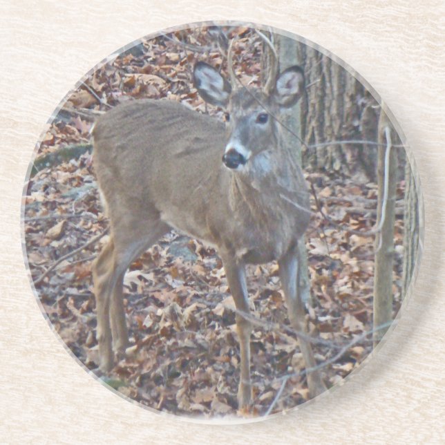 Porta-copos De Arenito Whitetail Deer Spike Buck (Frente)