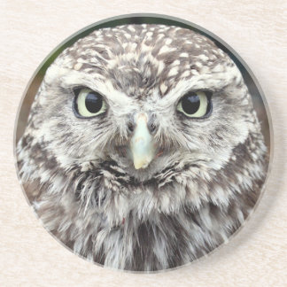 Porta-copos De Arenito Young Barred Owl