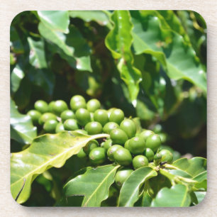 Porta copos de Berries de Café Verde