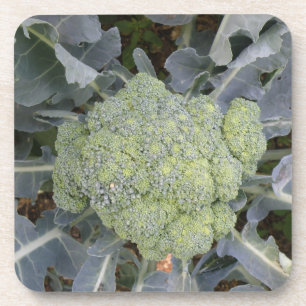 Porta copos de Broccoli Cork
