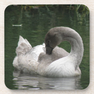 Porta copos de Cisne Sonolento