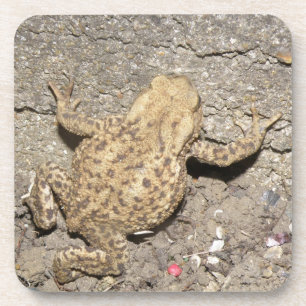 Porta copos de Cortiça de Toad de Rastreio