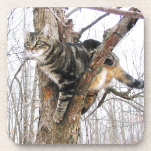 Porta copos de gatos