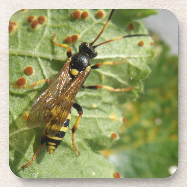 Porta copos de Hoverfly Cork (Frente)