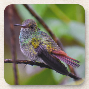 Porta copos de Hummingbird Original Foto da Costa 