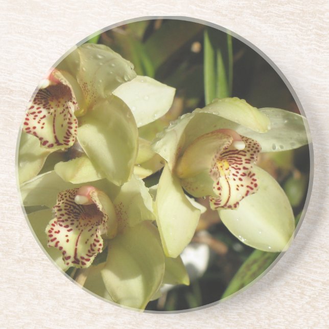 Porta copos de Orquídeas de Cymbidium (Frente)