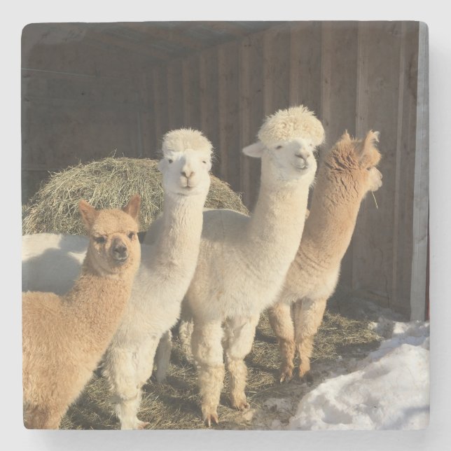 Porta copos de pedra - Alpacas no Sol de inverno (Frente)