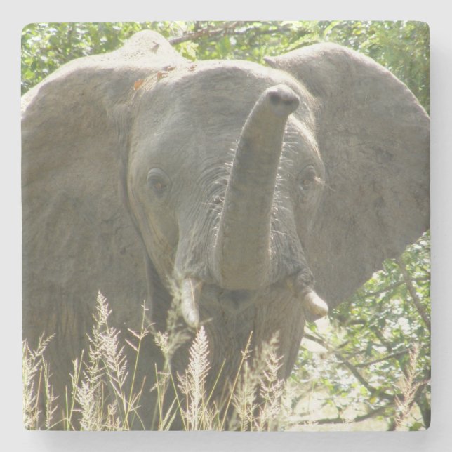 Porta copos de pedra de elefante (cor do cheio) (Frente)