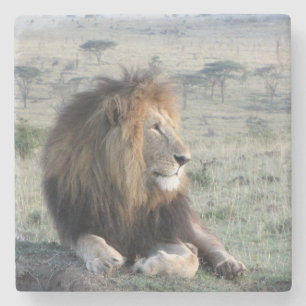 Porta copos de pedra do leão