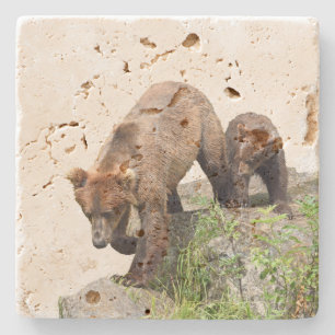 Porta copos de pedra do travertino com urso &