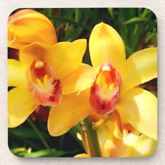 Porta copos de plástico amarelo Cymbidium Orchid D (Frente)