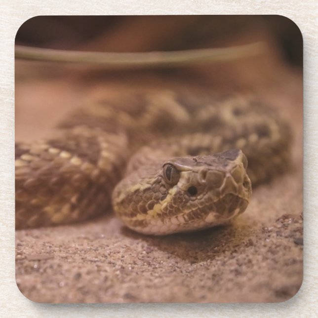 porta copos de plástico do duro (Frente)