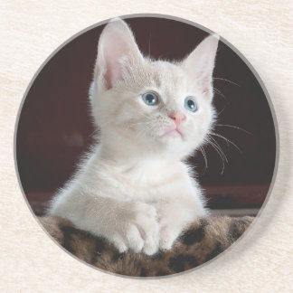 Porta copos de Sandstone amantes de gatos, para ra