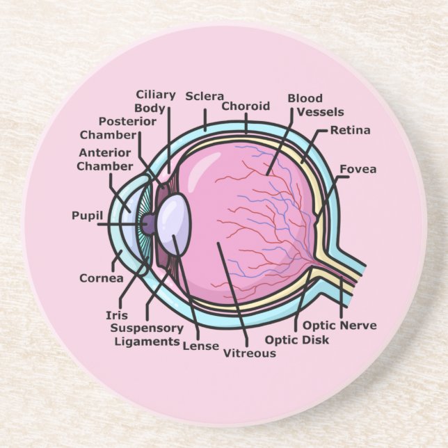 Porta-copos Diagrama ocular (Frente)
