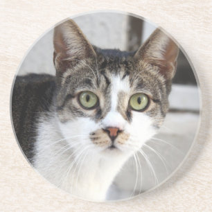 Porta copos do arenito do gato