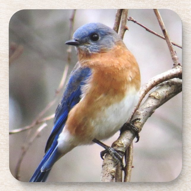 Porta copos do Bluebird (Frente)