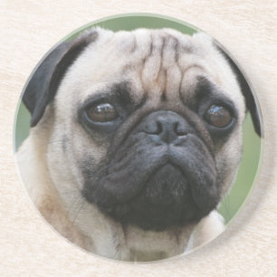 Porta copos do cão de filhote de cachorro do Pug