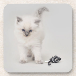 Porta copos do gatinho de Ragdoll do Bluepoint