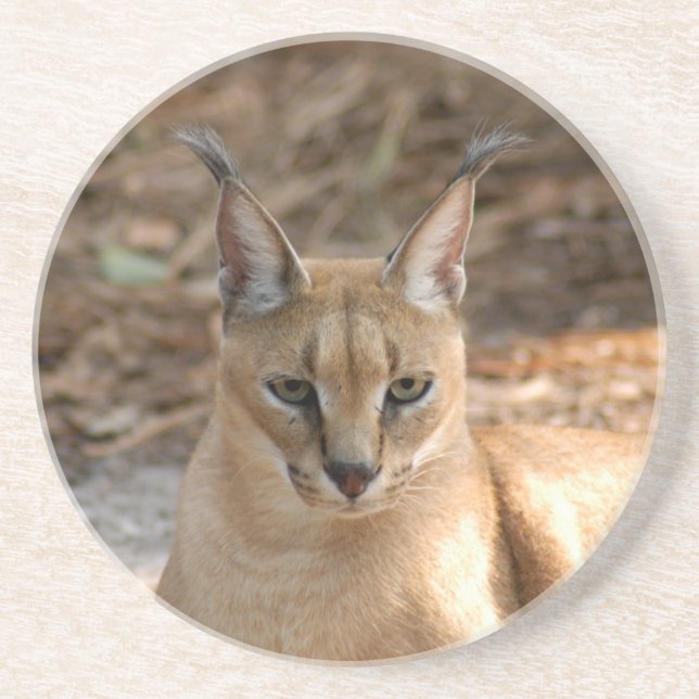 Porta copos do lince de Caracal (Frente)