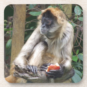 Porta copos do macaco de aranha