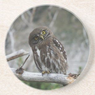 Porta copos do norte Pygmy Owl