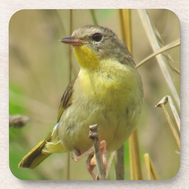 Porta copos do Yellowthroat comum (Frente)