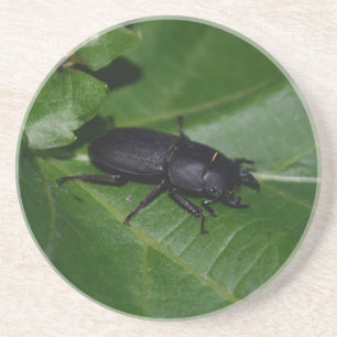 Porta-copos Dorcus parallelipipedus , o escaravelho inferior