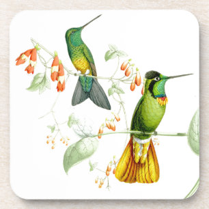 Porta copos dos colibris de Goulds