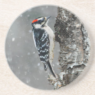 Porta-copos Downy Woodpecker em Neve - Foto Original