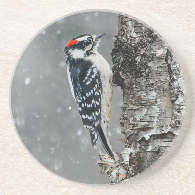 Porta-copos Downy Woodpecker em Neve - Foto Original (Frente)