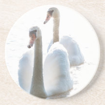 Duas Cisnes Brancos Fotografia da Natureza
