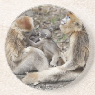 Porta-copos Duas fêmeas de Macaco-dourado com filhotes recém-n